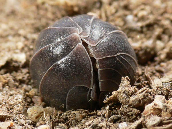 pillbug
